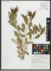 Foto von Salix amygdaloides Andersson